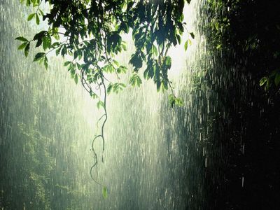 rain_forest_tropic_725114.jpg